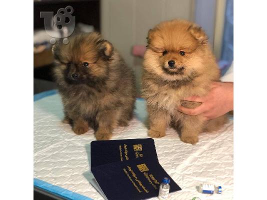 PoulaTo: Adorable Pedigree Pomeranian Puppies Ready